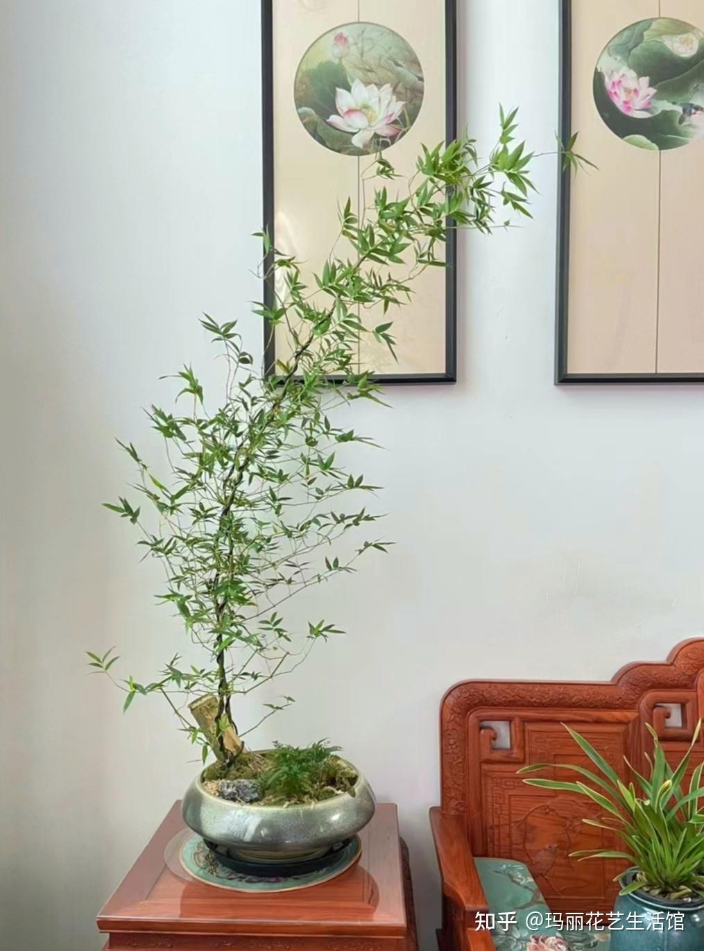 关注问题 67 写回答 登录/注册 盆栽 盆景 小盆盆景 竹盆景的养护