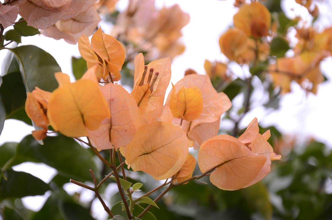 三角梅掉花怎么回事