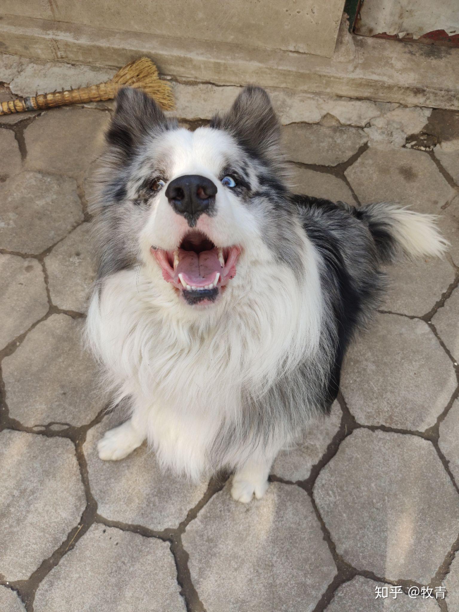 你认为陨石边牧是最帅气的狗吗