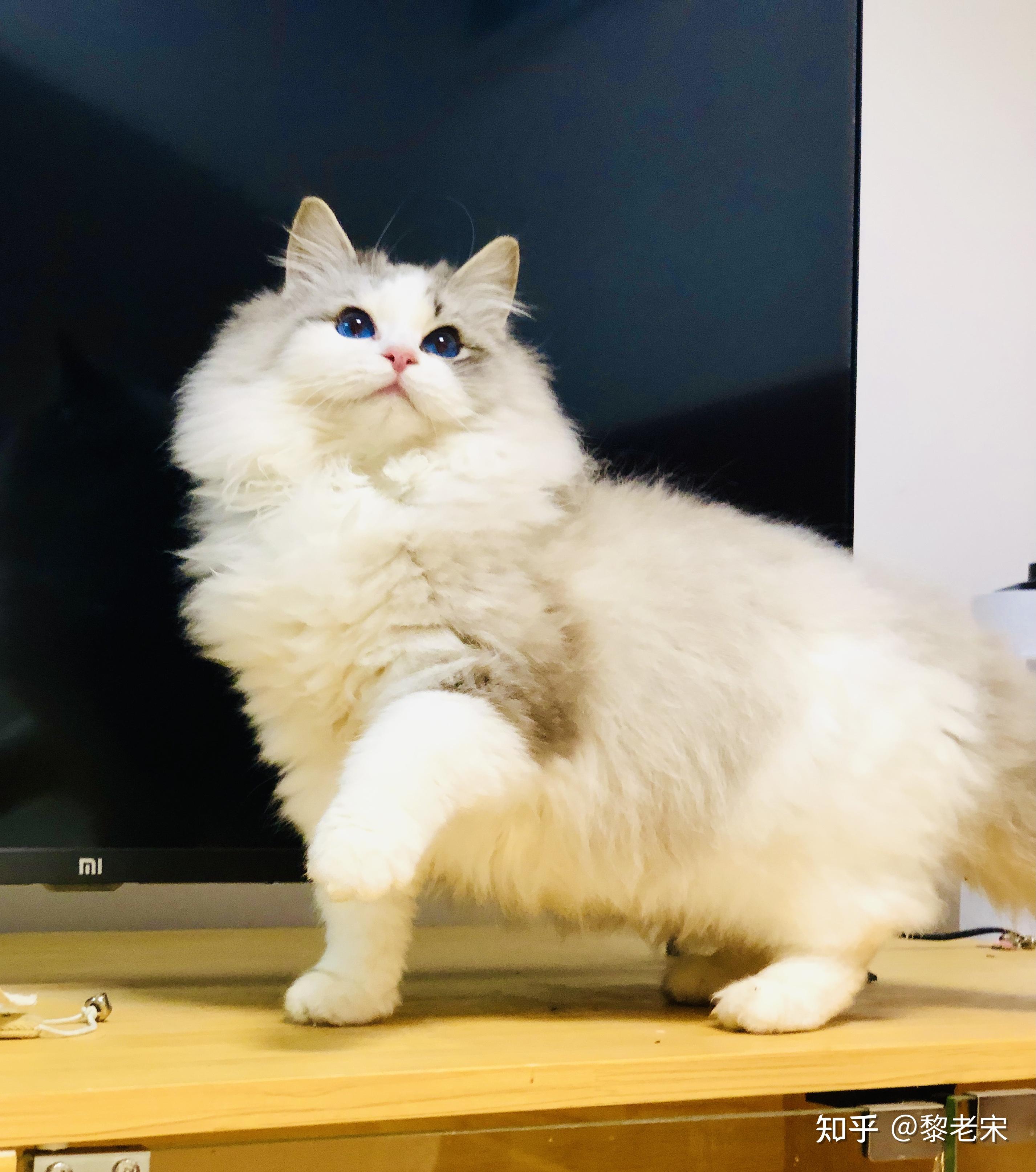 请问混血的布偶猫幼崽大概是什么价位