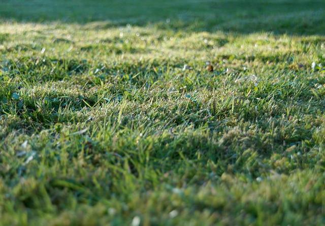 草坪选择哪一种好小草坪大分类