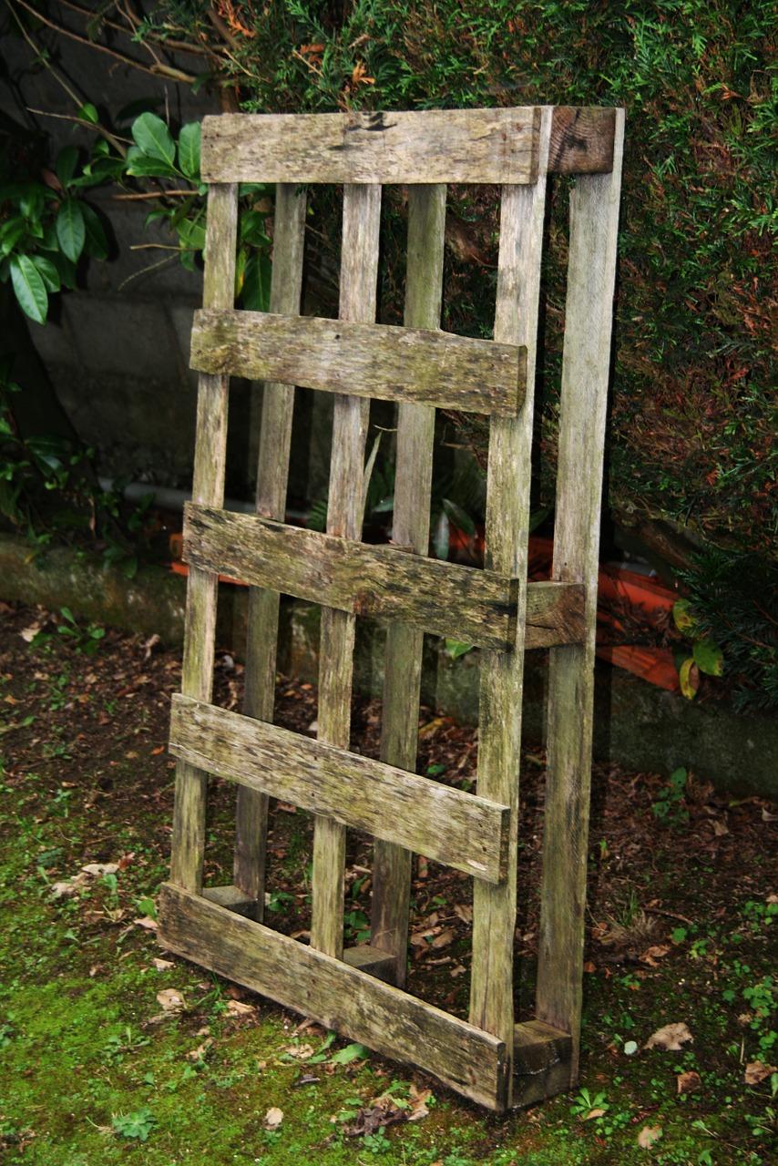 铅笔用什么木材