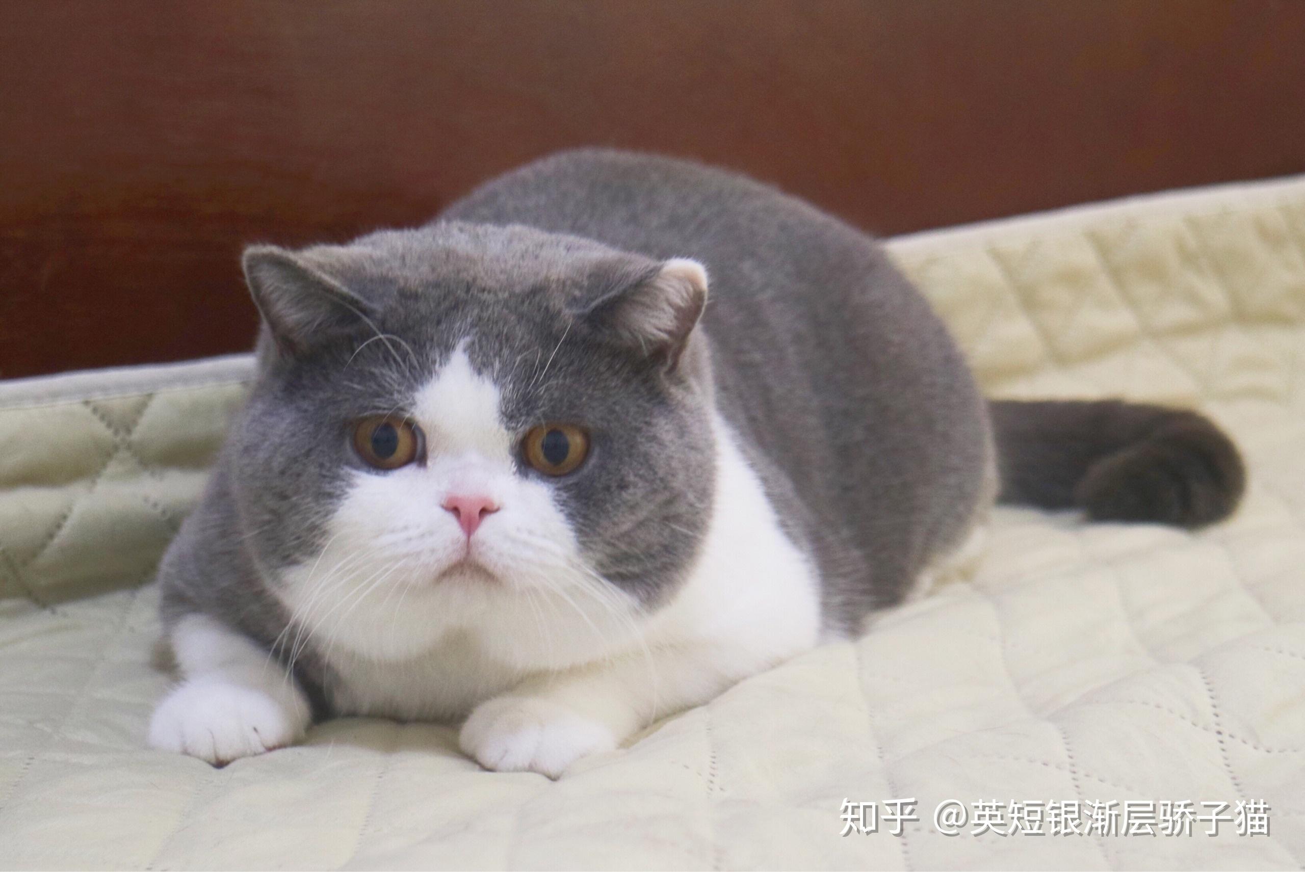 你家的英短(尤其是蓝白)成年(至少2岁以上)后有多重? - 知乎