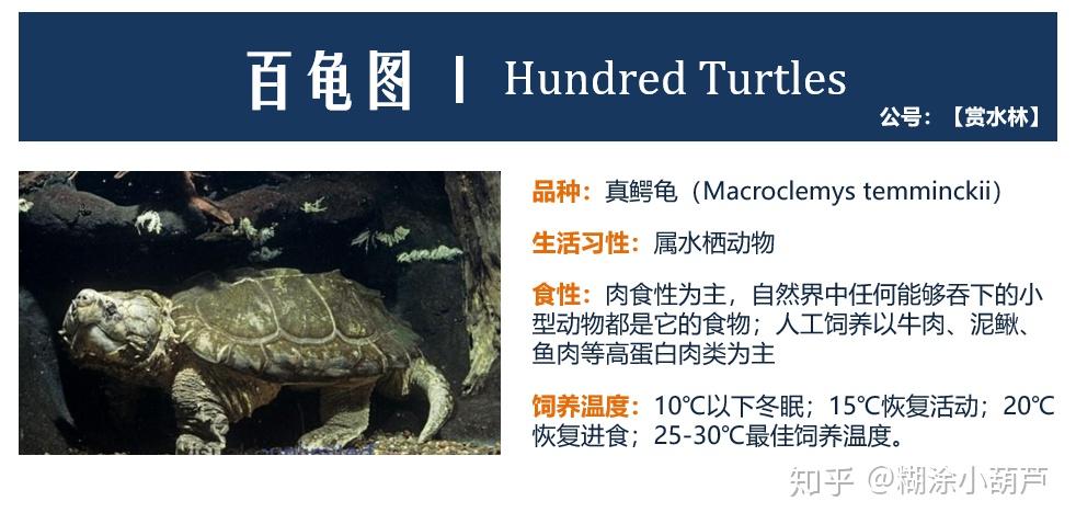 《百龟图》之真鳄龟