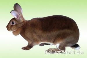 獭兔的起源与发展 - 知乎