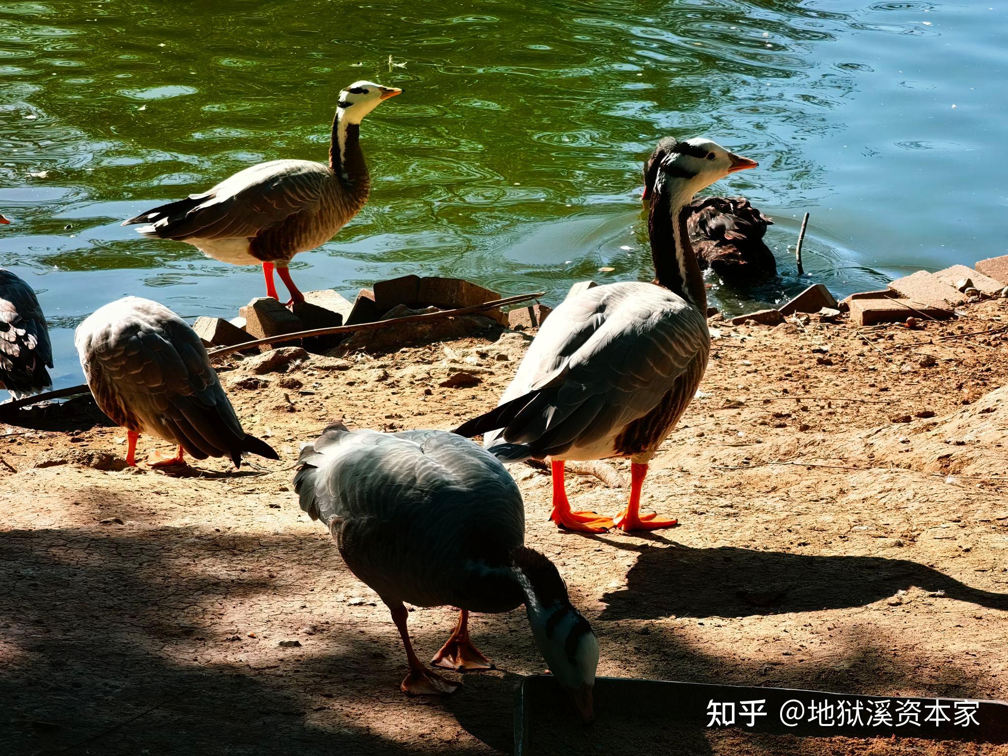 有哪些动物拥有蹼足? - 知乎