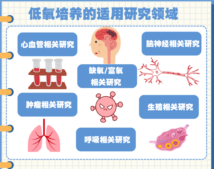 缺氧、低氧、细胞低氧培养模型在医学研究中的关键作用 - 知乎