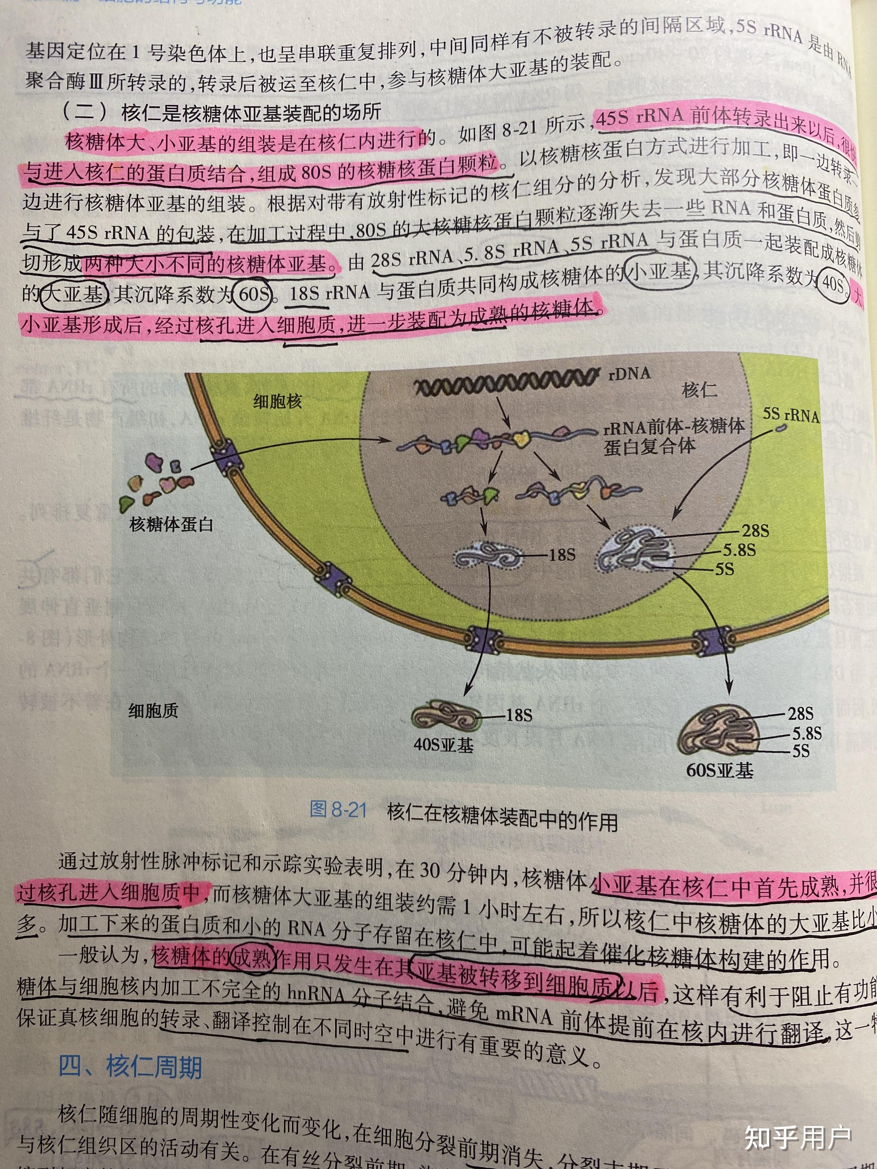 核糖体大小亚基图片