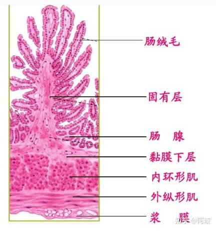 結腸和小腸在顯微鏡下怎麼區分