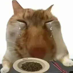 包含猫咪走了怎么超度的词条