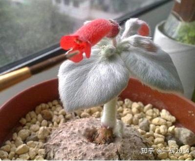 XX523 特選 多肉植物 塊根植物 lachenalia trichophylla 10株同梱