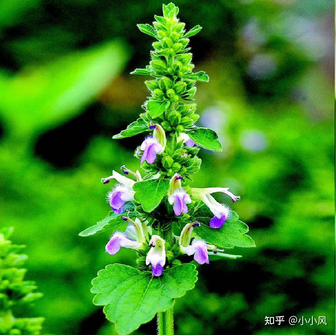 祛风草药大全图片图片