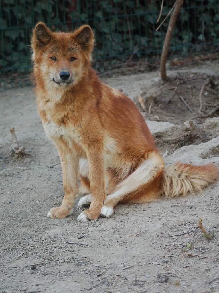 澳洲野狗和中华田园犬图片