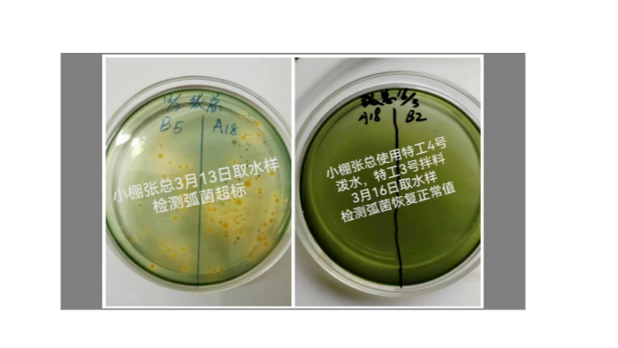 偷死、排塘、玻璃苗，高致病性弧菌为何会成为养虾“头号杀手”？ - 知乎