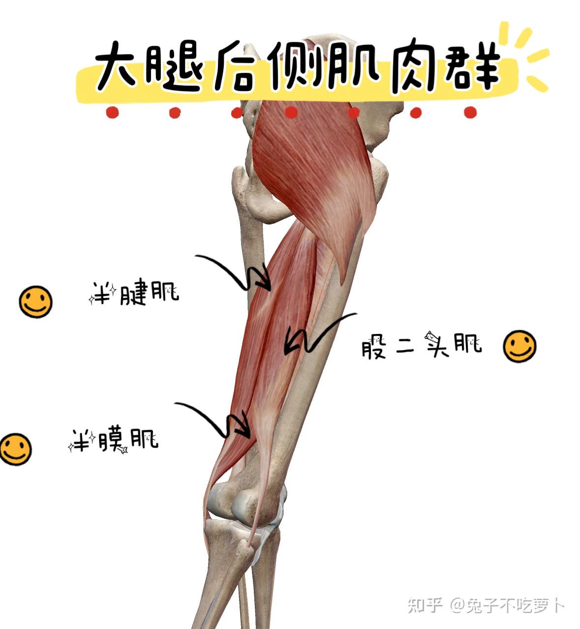 大腿后侧拉伸图解图片