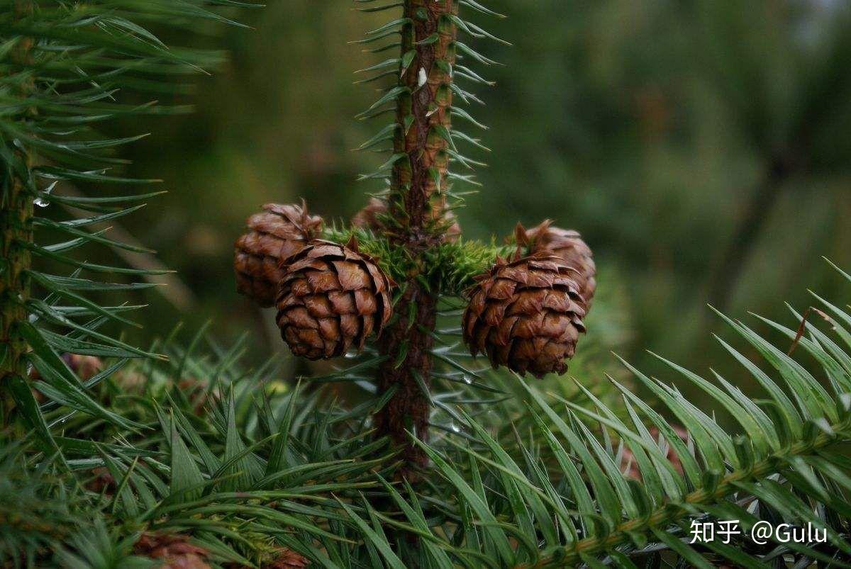农村说的沙树学名是什么?