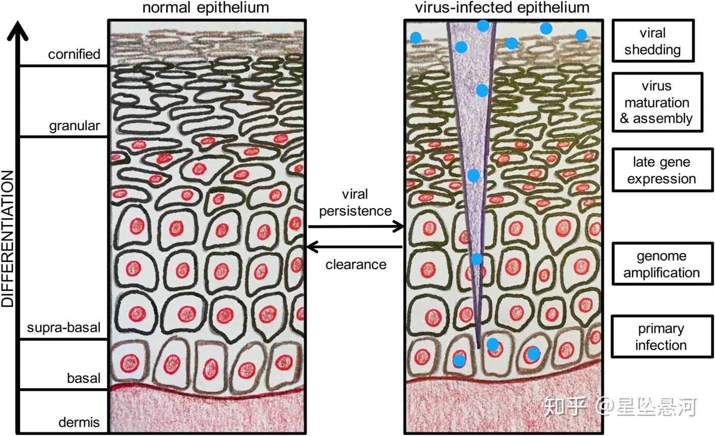 表皮真皮细胞间隙特别小几乎无法通过那大分子抗体如何消灭其中病毒