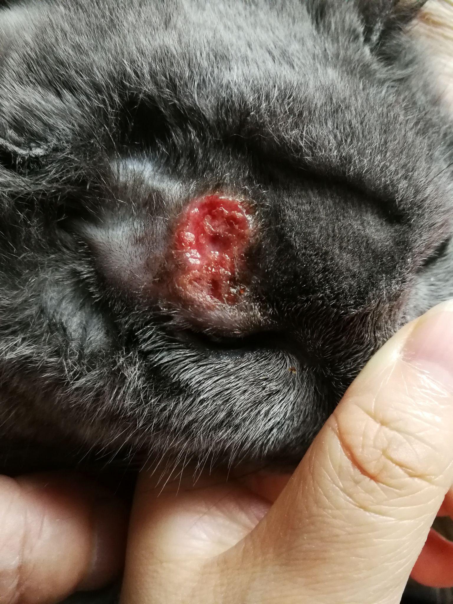 如何防止猫咪舔伤口(戴脖圈已失效)? - 知乎