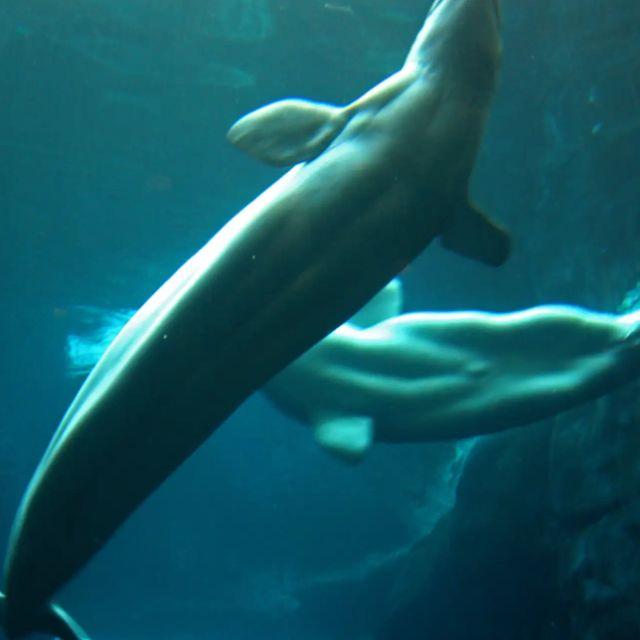 鲸鱼有肚脐眼吗？