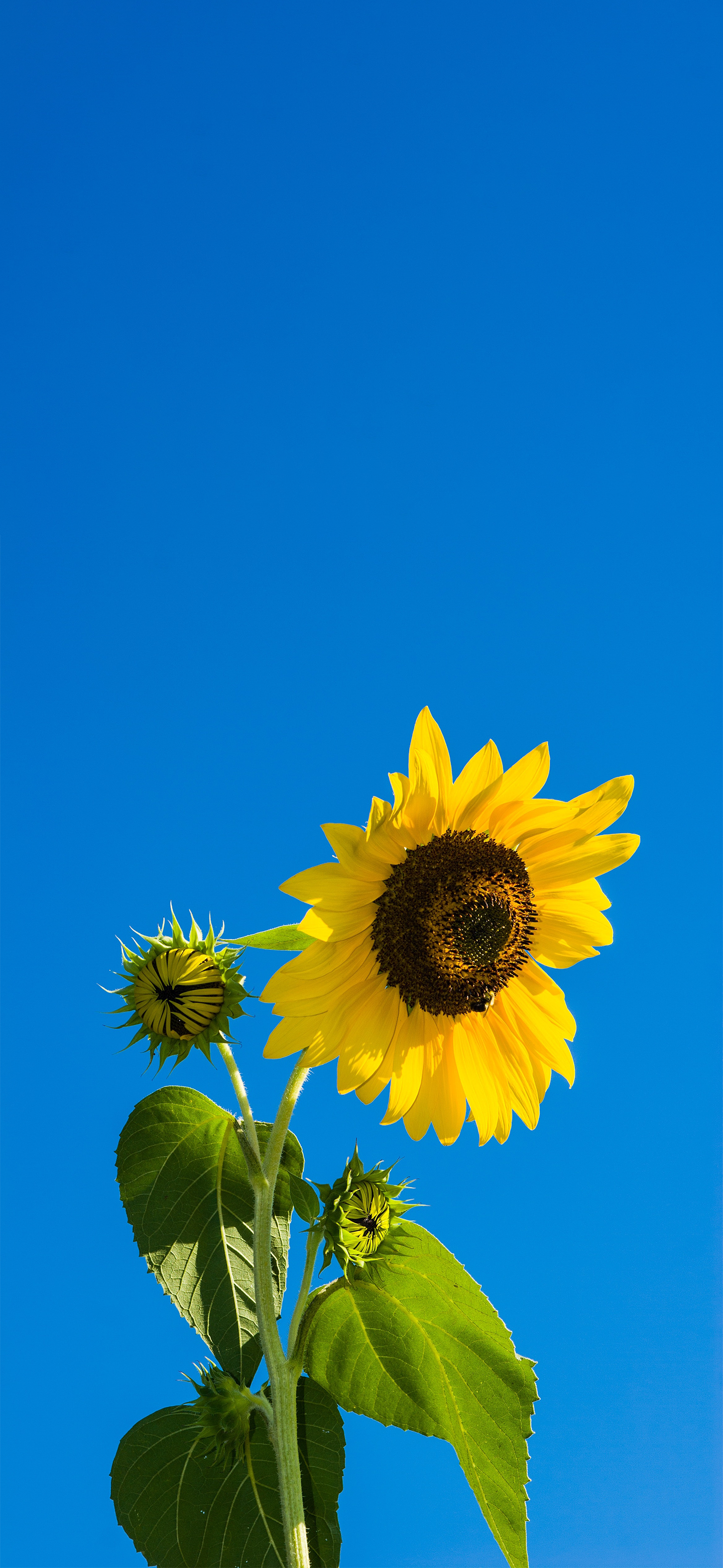 有没有都是向日葵的壁纸呢,让人看了心情超好的?