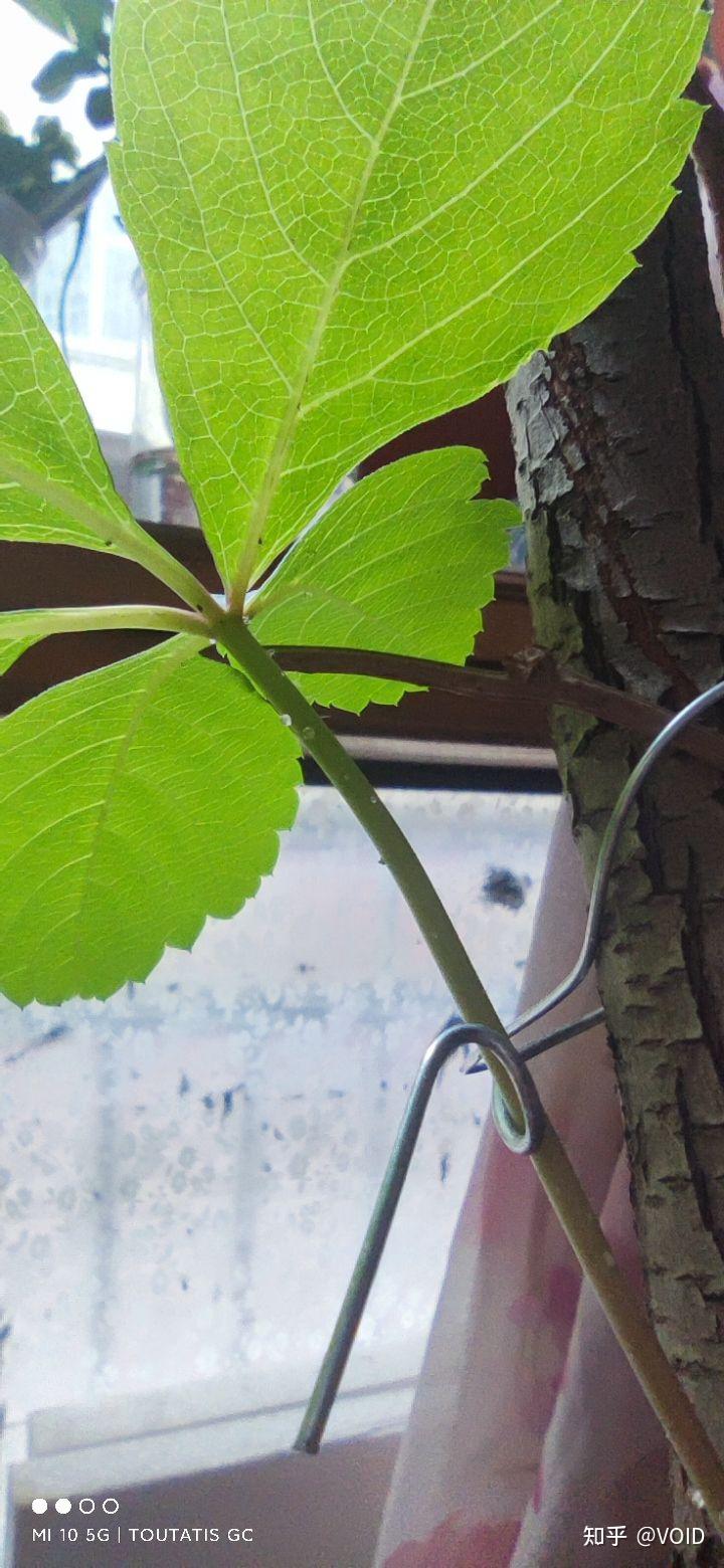 养的爬山虎叶子背面及茎上出现许多白色透明小圆粒里面好像是液体但并