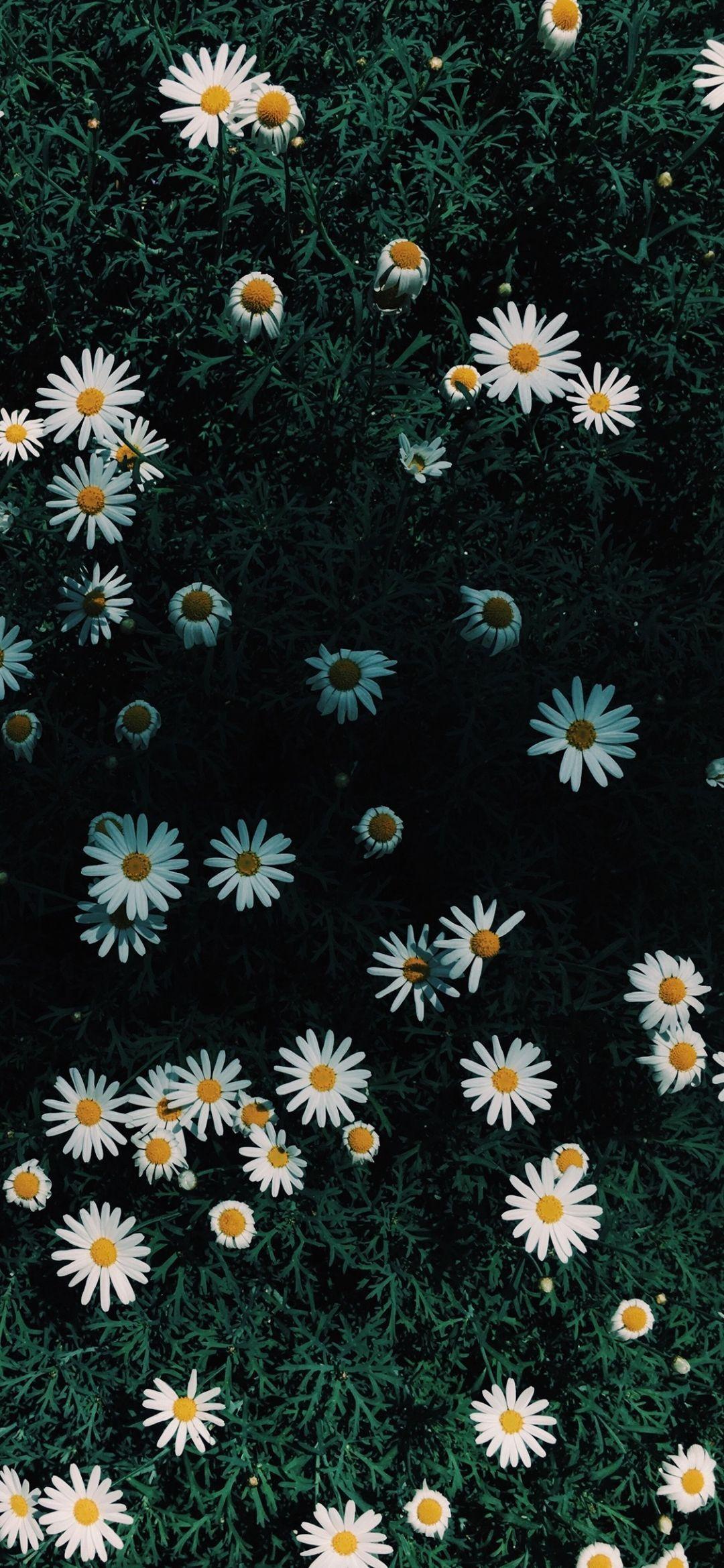 那些温柔神仙壁纸