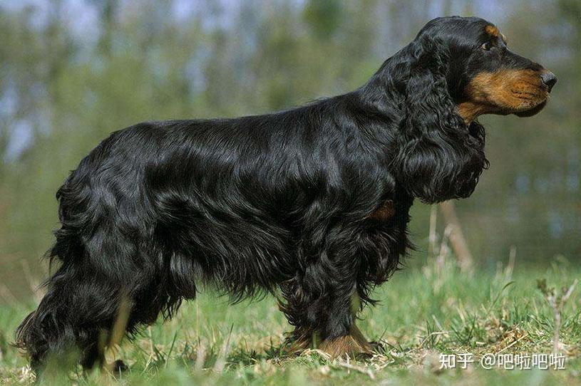 英国可卡犬 - 知乎
