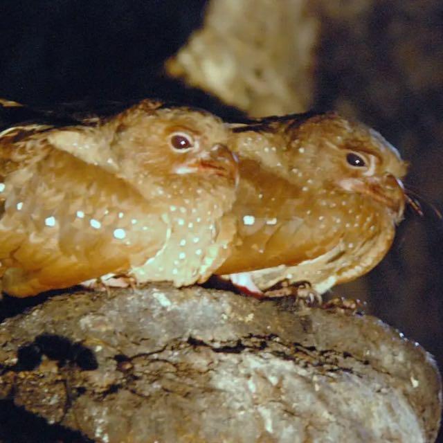 为什么鸟等动物很少因为肥胖生病，只有人类因为肥胖生病需要减肥。动物都不会太胖？