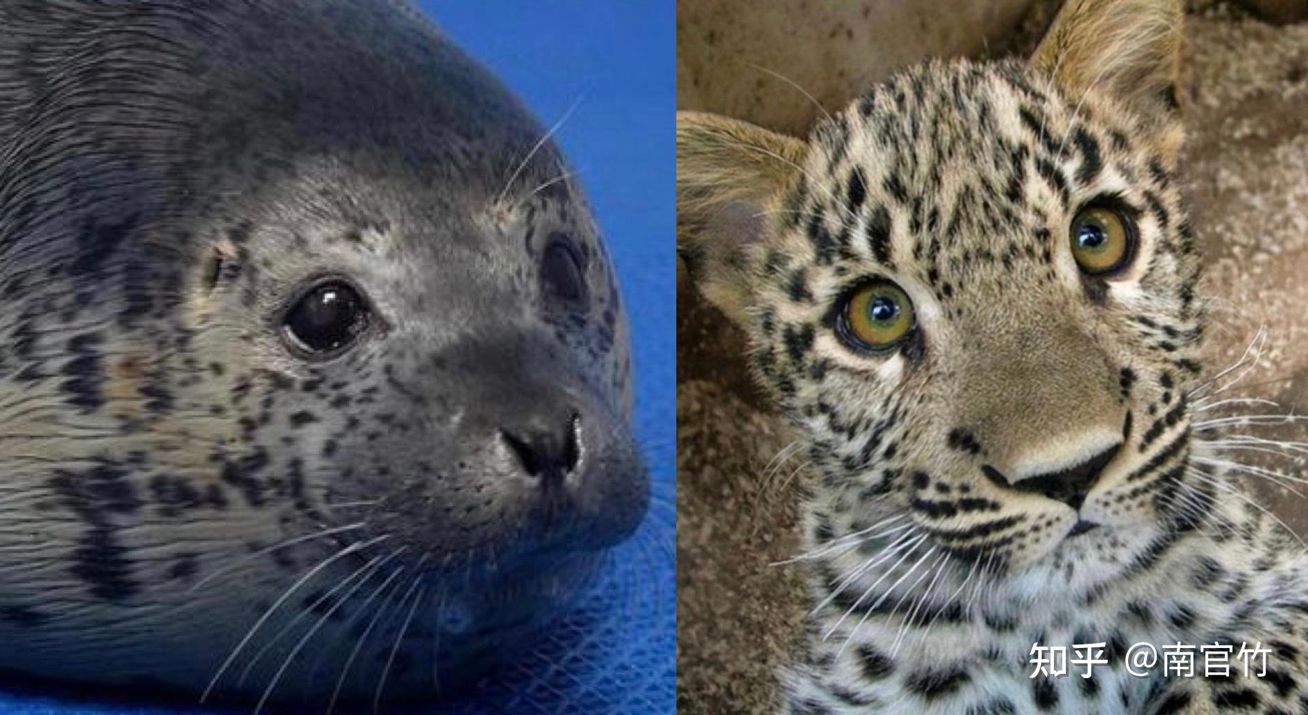 海狗、海豹、海狮、海牛、海象…分别是怎么跟狗、豹、狮、牛、象关联上的? - 知乎