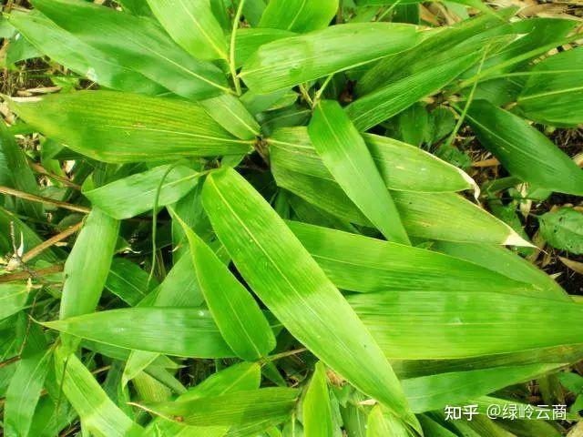 39种《常绿》园林绿化植物汇总! - 知乎