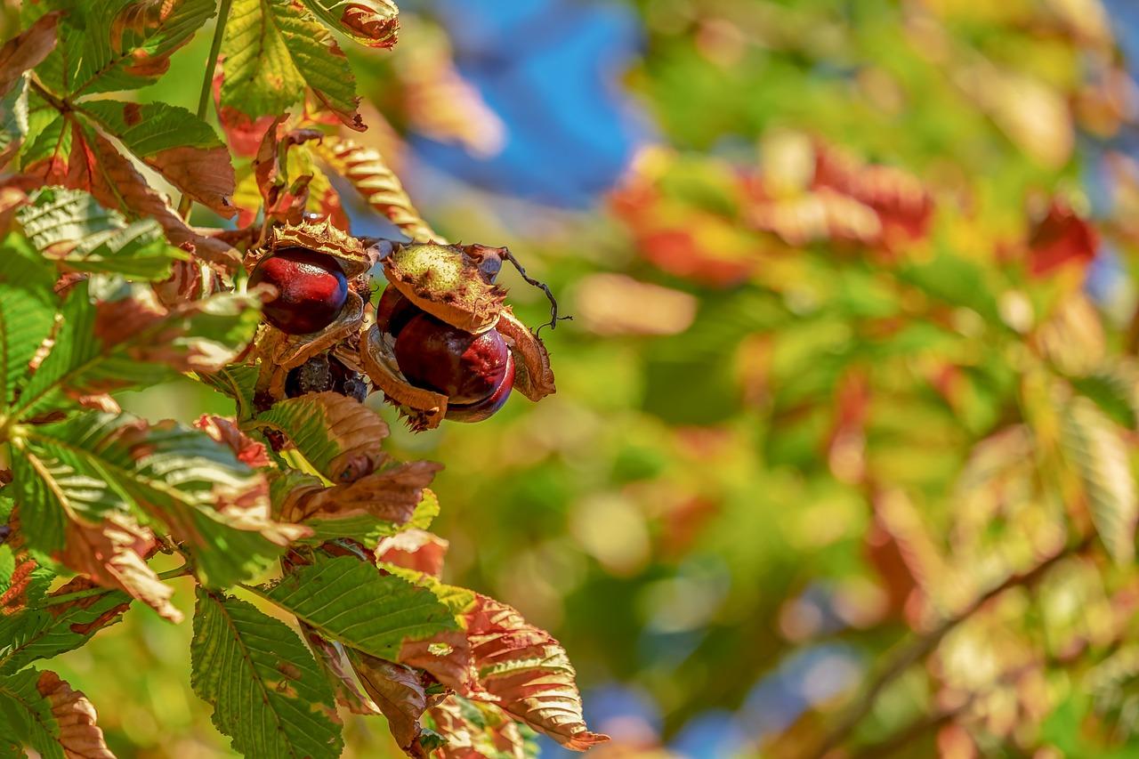 秋季土豆什么时候