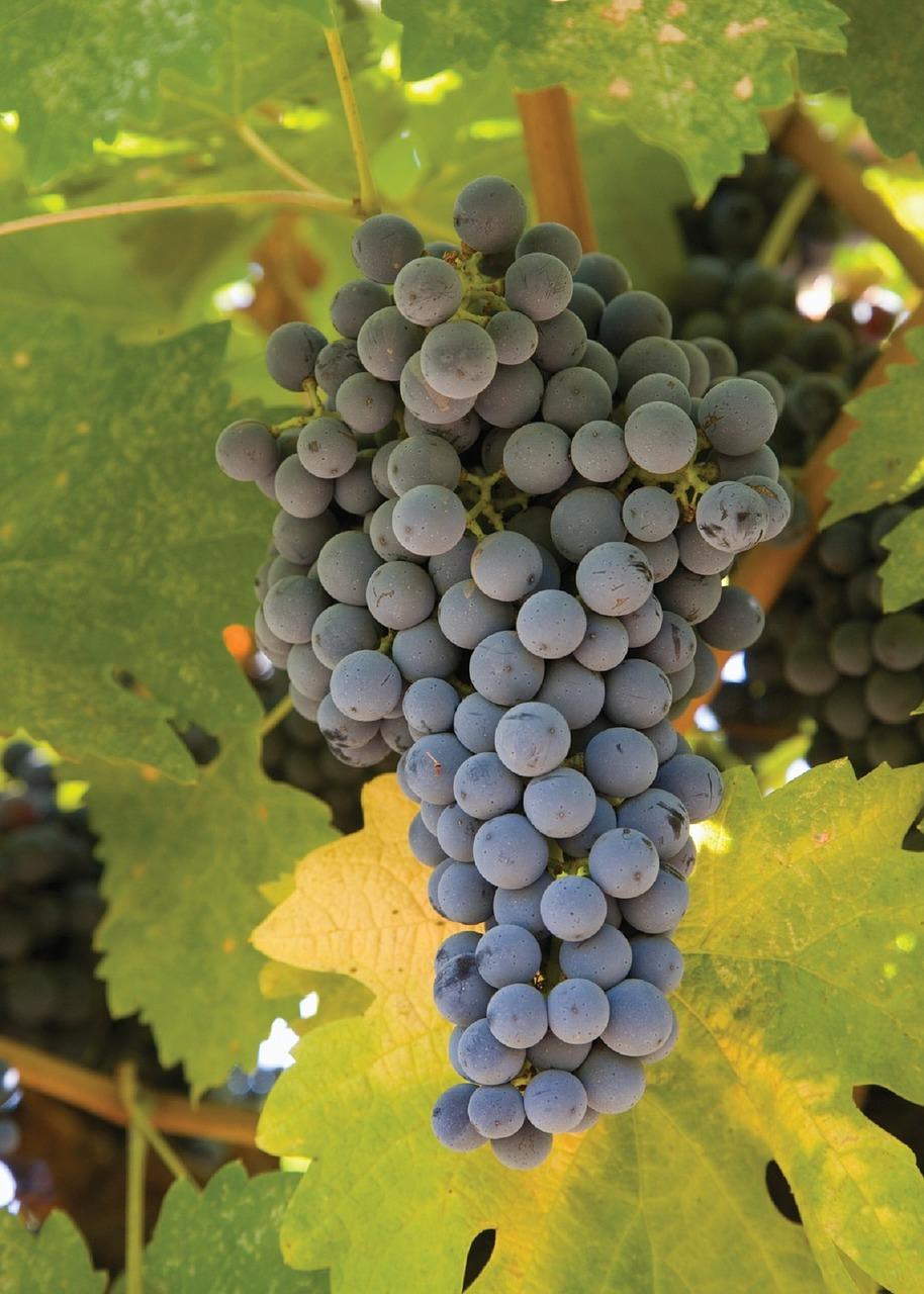 3. 土壤条件分析