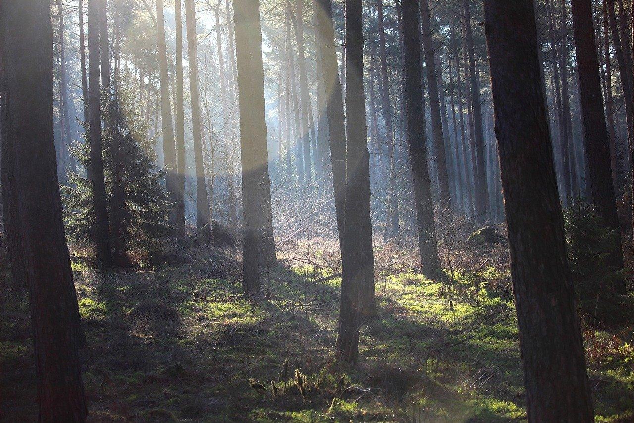 2. 古木参天的松