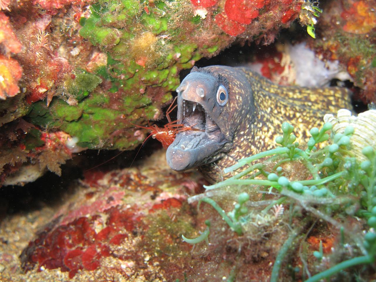 2. 盐水浸泡去沙