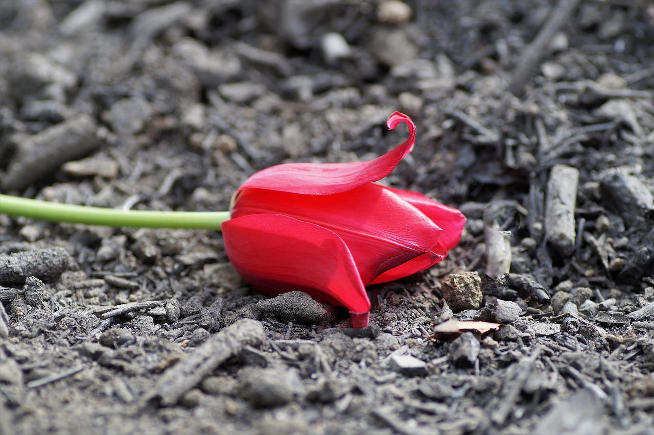 屋里的焦味怎么去除