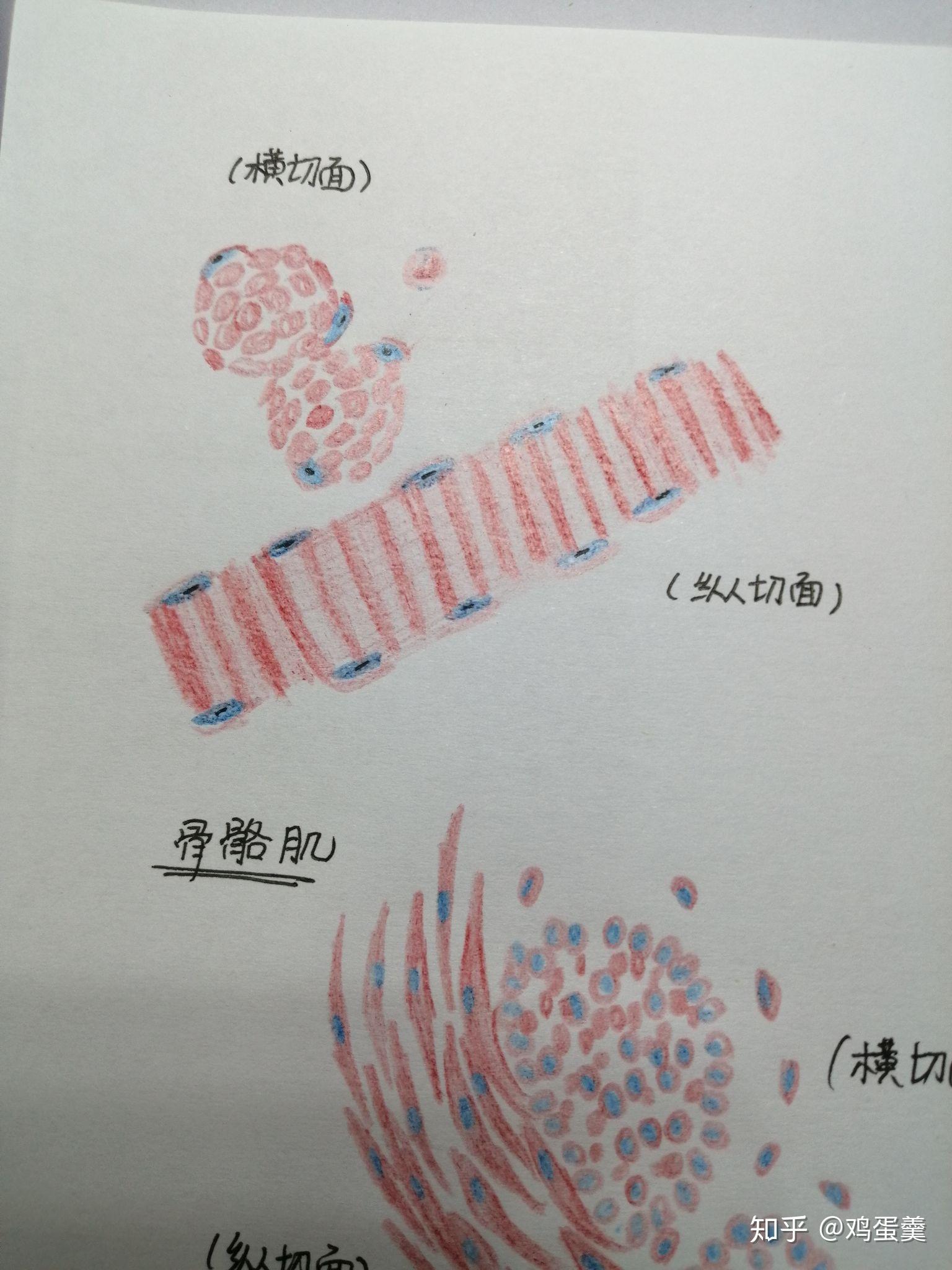 请问平滑肌红蓝铅笔手绘图怎么画