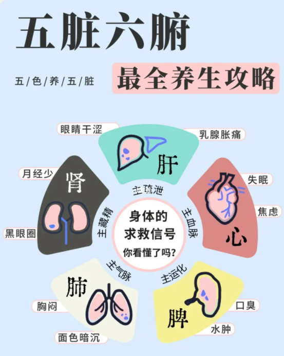 五脏六腑如何保养？超全中医养生指南 - 知乎