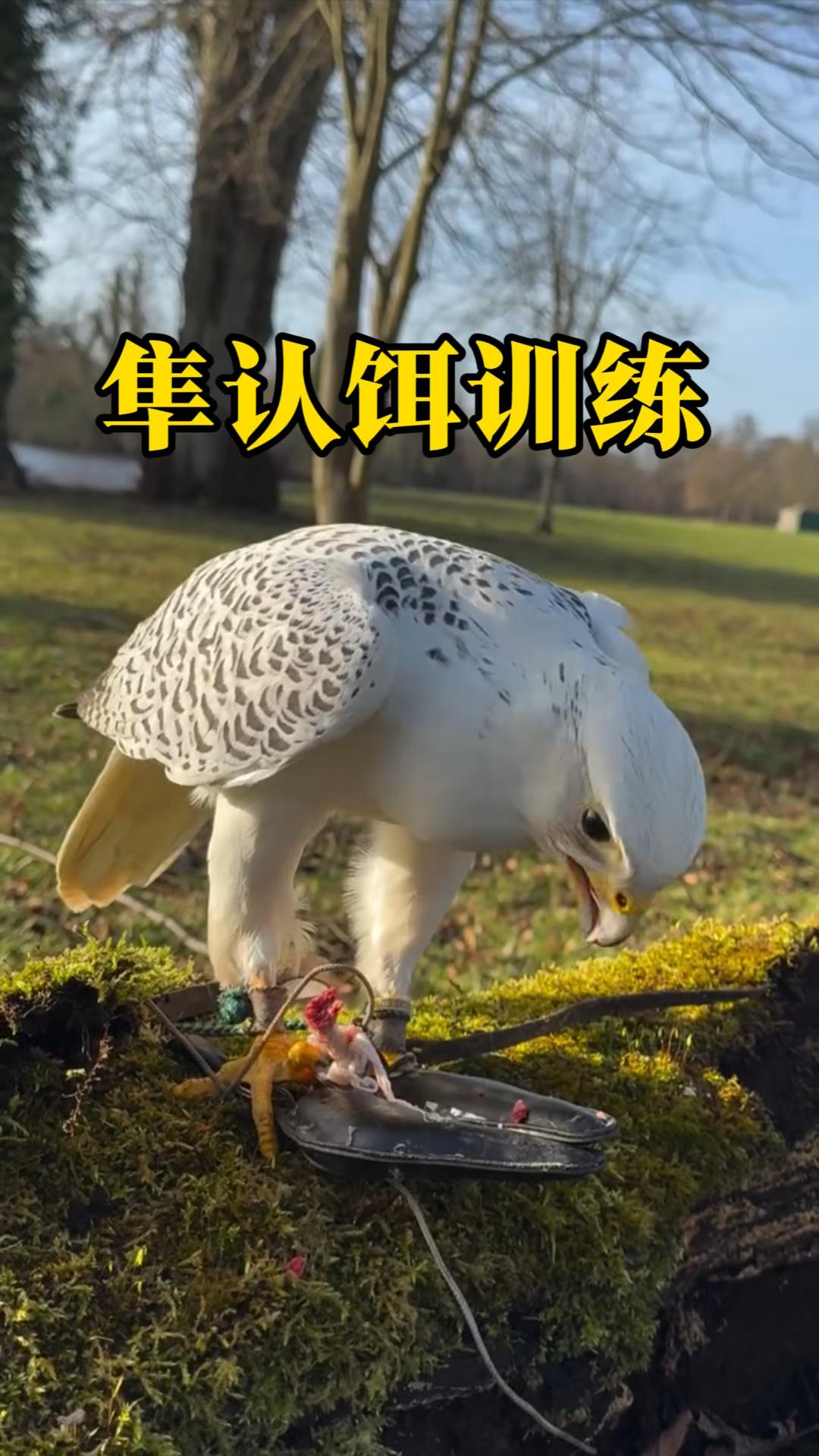 怎么训养鹰隼驯鹰训隼认饵盘飞轮饵放飞 - 知乎