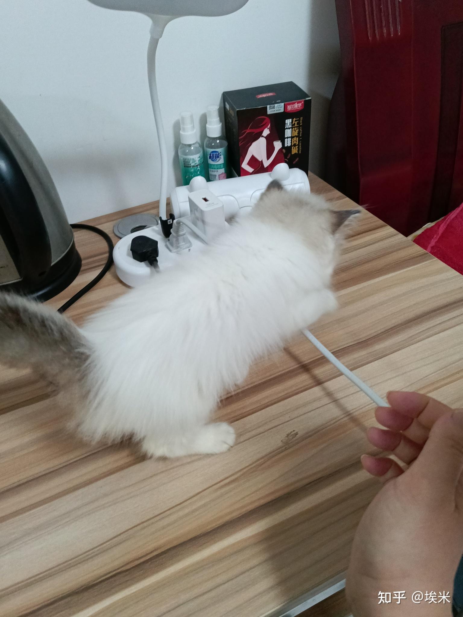 有人说我这是蓝双净梵,有没有蓝双但是后背全白的布偶? - 知乎