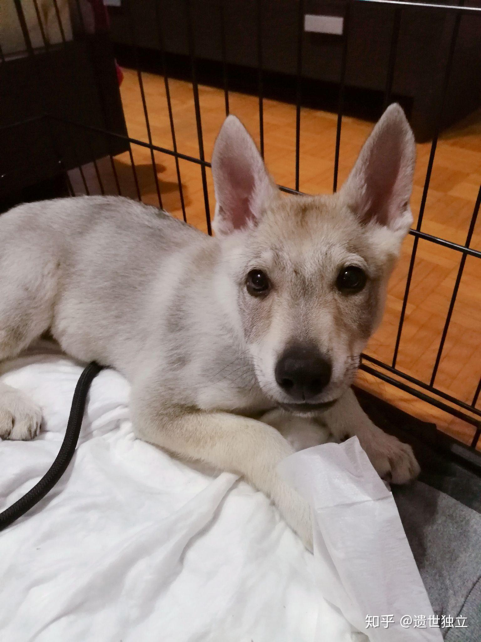 捷克狼犬的价格为什么那么贵? - 知乎