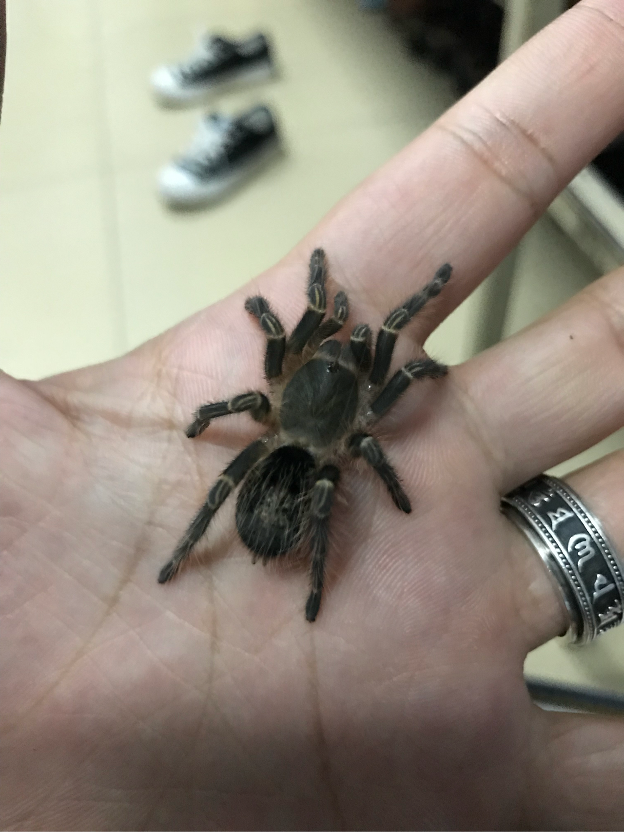 如何养一只蜘蛛?