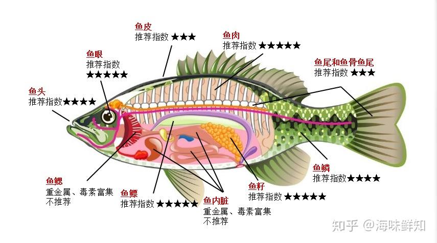 鱼内脏哪些可以吃鱼鳞可以吃吗