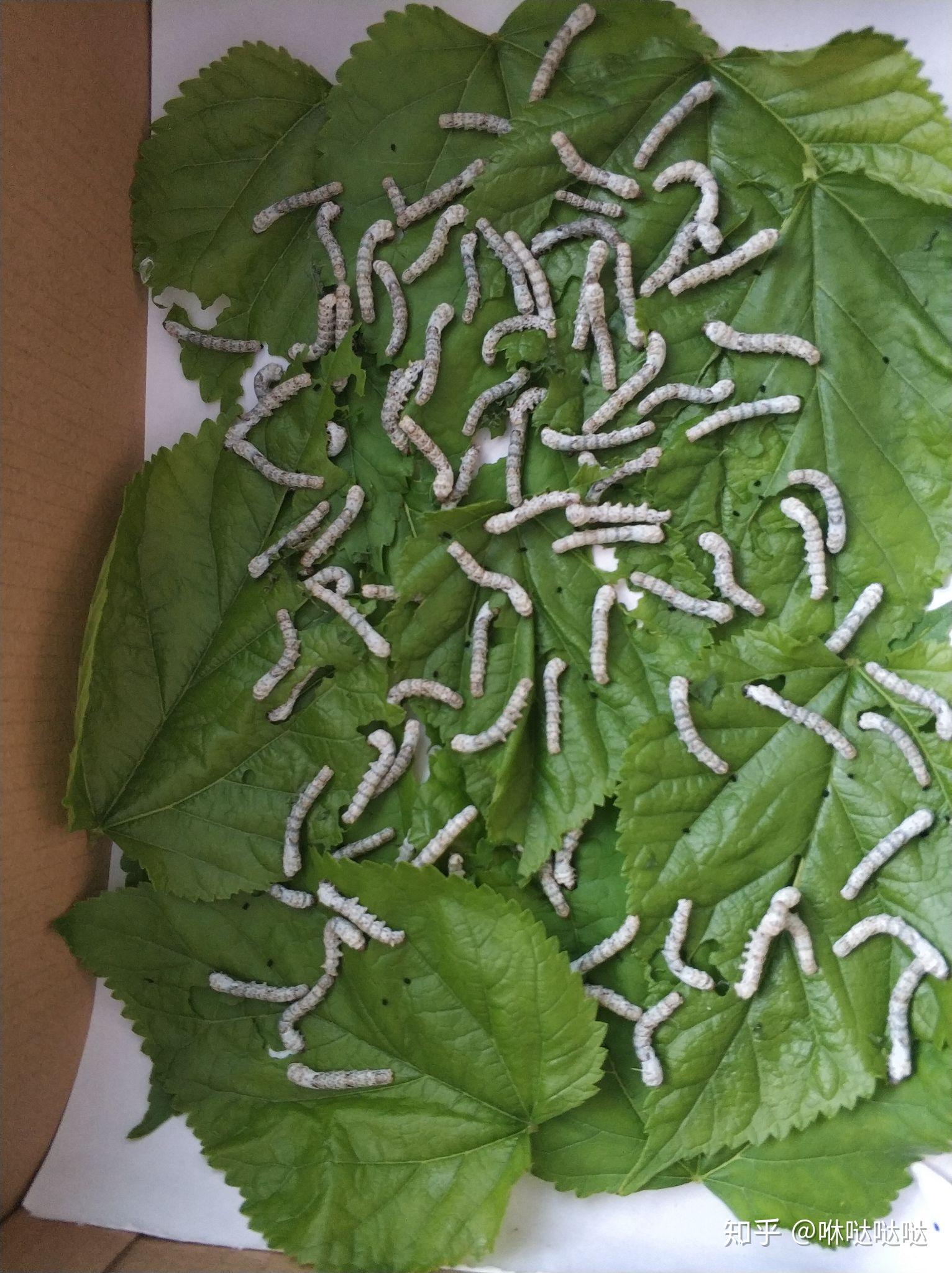 一龄的蚕宝宝不吃桑叶都把头抬着怎么回事