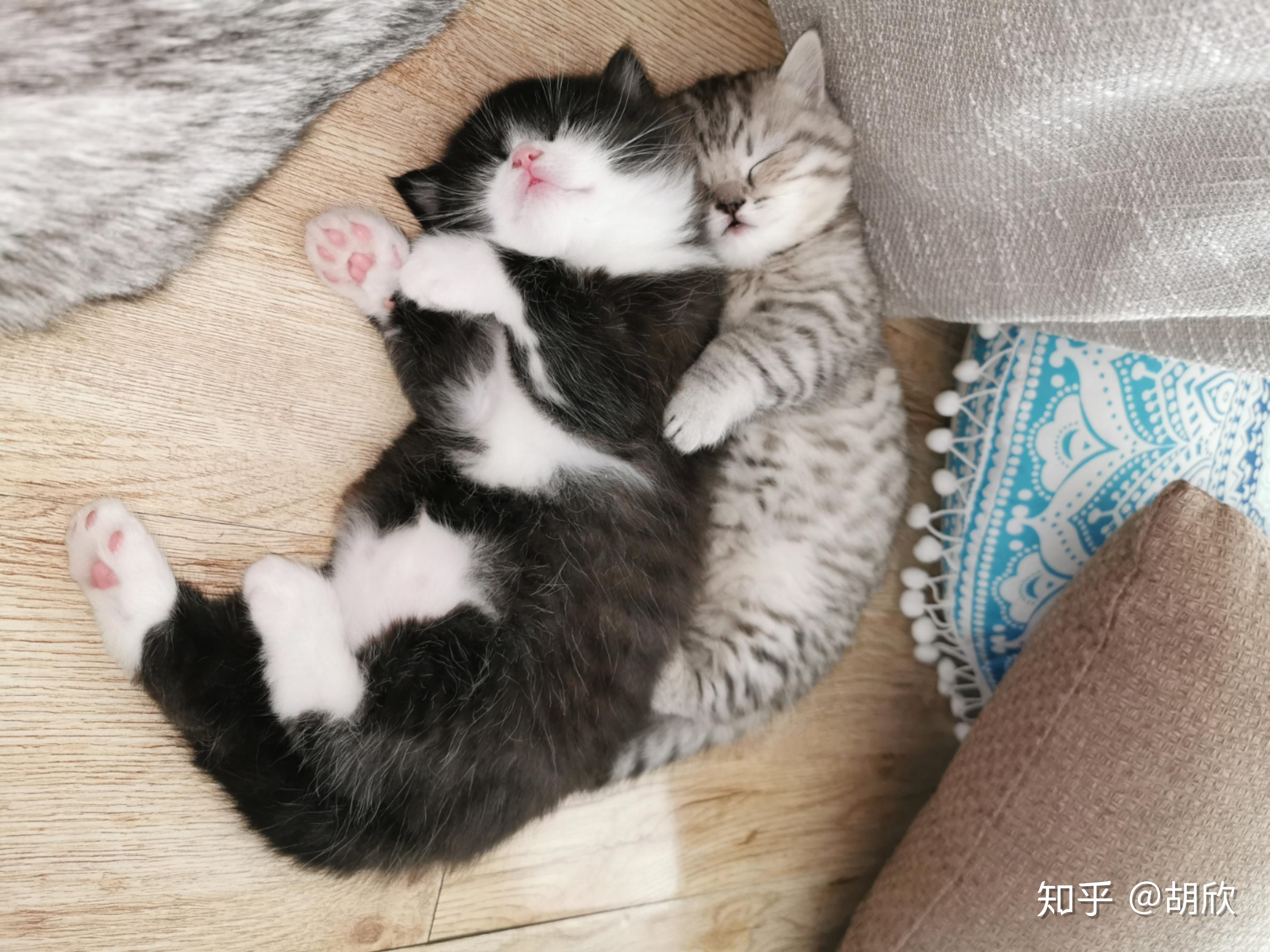 蓝猫和银渐层能配出什么样的小猫? - 知乎