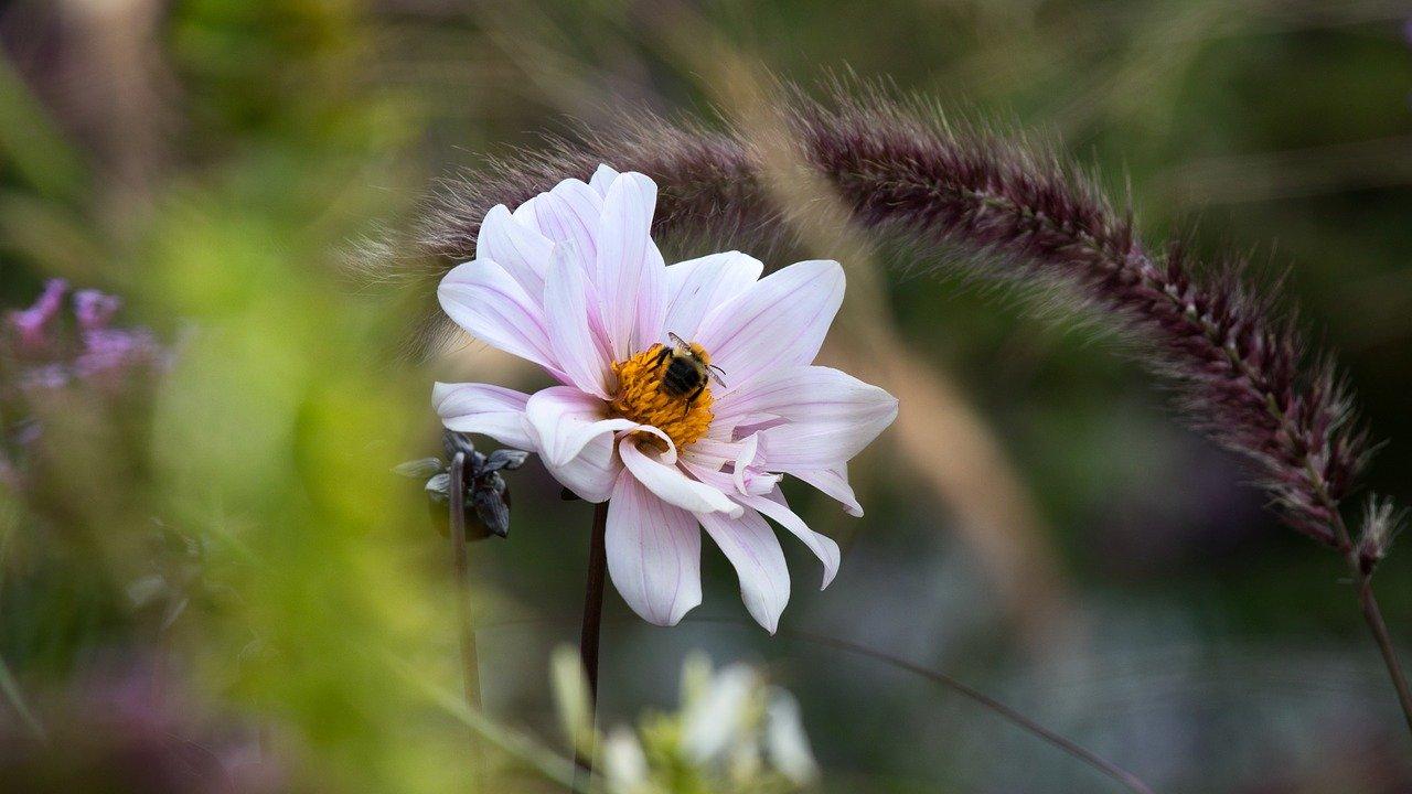 映山红播种方法