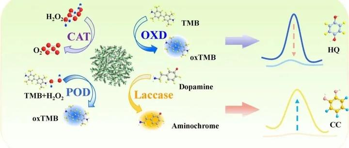 【Sens. Actuators B Chem】四合一纳米酶催化平台的简便制备及其在儿茶酚和对苯二酚选择性检测中的应用 - 知乎