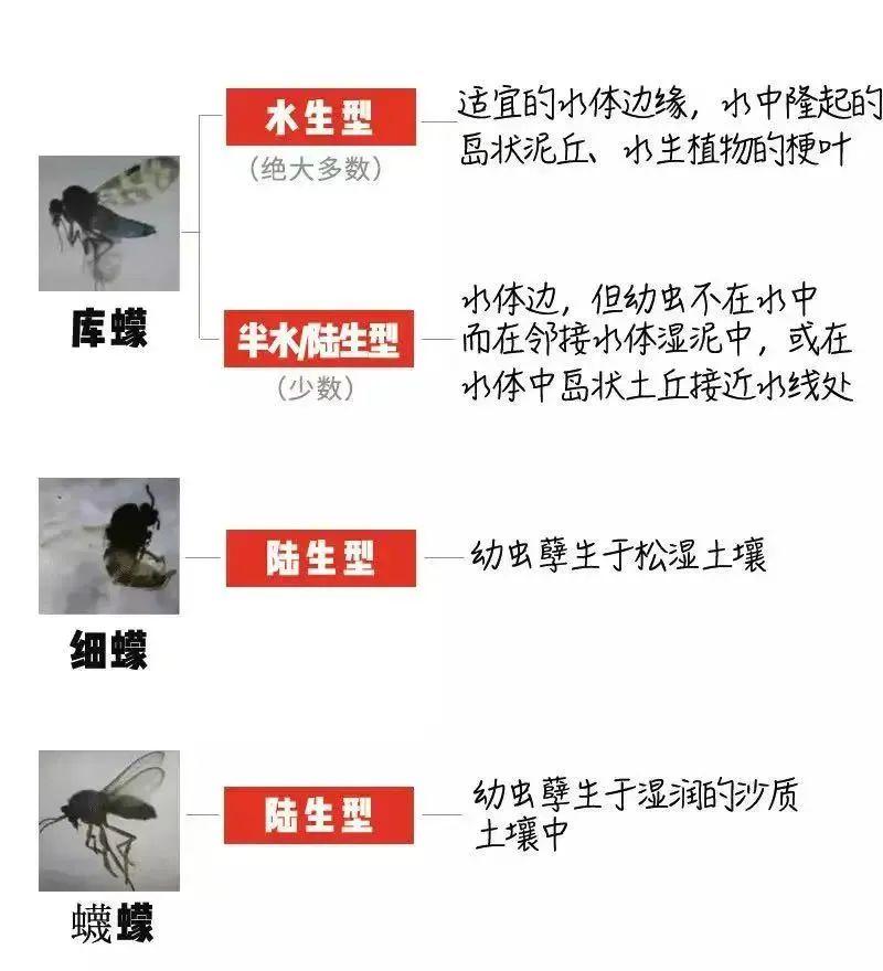 被咬后奇痒无比!这种虫子咬人比蚊子猛,3招能治它→ - 知乎