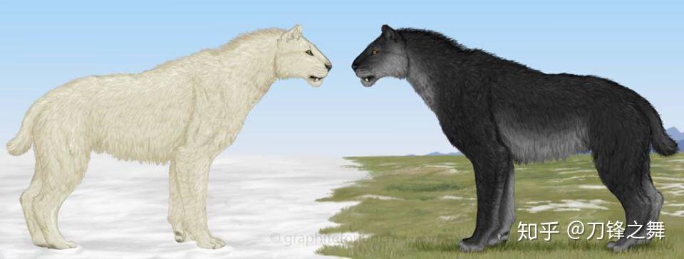 剑齿虎打得过狮子老虎吗?(剑齿虎与狮子体型对比)