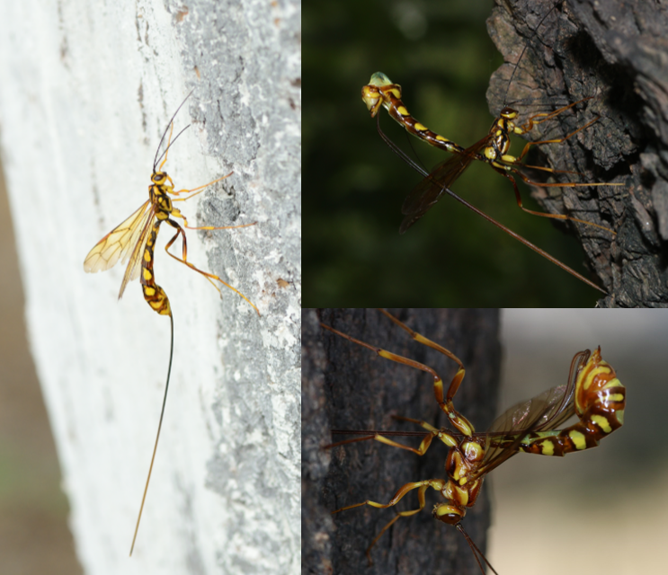 如何区分黄蜂蜜蜂马蜂胡蜂各种蜂