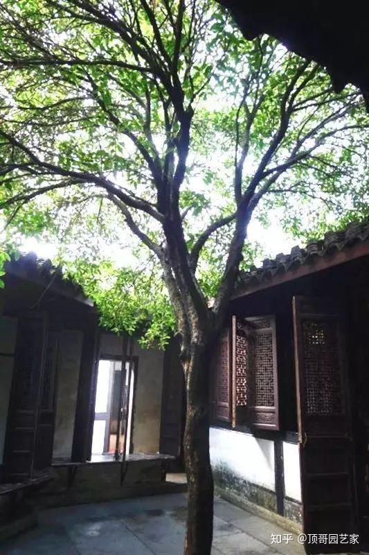 庭院种什么树好？ - 知乎
